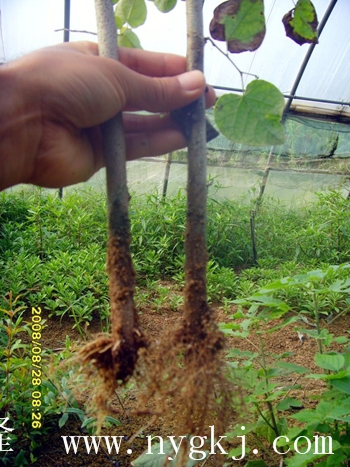 福建荣威植物克隆，粗枝直接育成大苗